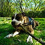 Snipe a rejoint le concours — aidez-le/la à gagner de superbes lots ! dog, canine, animal, pet, grass, stick, chewing, outdoor, nature, tree, greenery, sunlight, park, daytime, playful, brown, white, harness, muzzle, relaxed