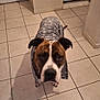 Snipe a rejoint le concours — aidez-le/la à gagner de superbes lots ! dog, brindle, sweater, clothing, tile_floor, indoor, pet, canine, looking_up, shadow, ears, snout, brown, white, black, domestic_animal, companion, cute, animal, floor
