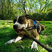 Snipe participe au concours pour gagner de l'argent avec cette photo : dog, canine, animal, pet, grass, stick, chewing, outdoor, nature, tree, greenery, sunlight, park, daytime, playful, brown, white, harness, muzzle, relaxed