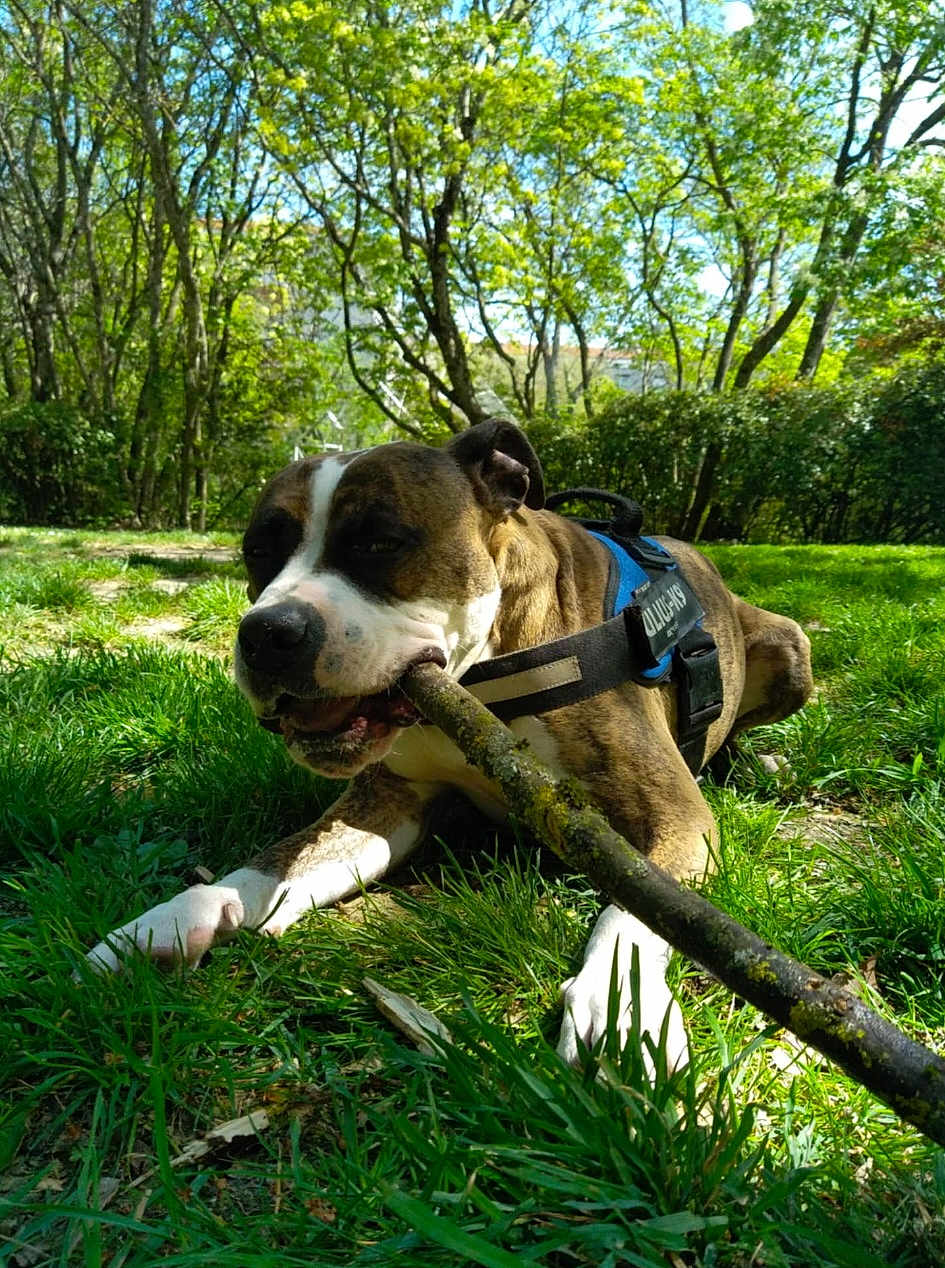 Snipe participe au concours pour gagner de l'argent avec cette photo : dog, canine, animal, pet, grass, stick, chewing, outdoor, nature, tree, greenery, sunlight, park, daytime, playful, brown, white, harness, muzzle, relaxed