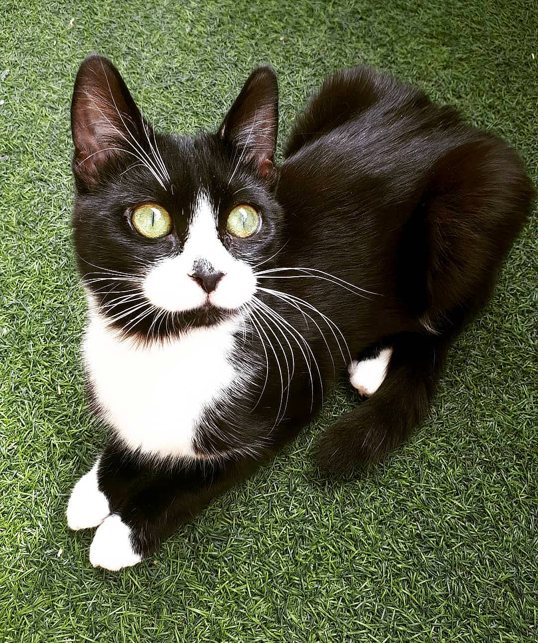 Khaleesi participe au concours pour gagner de l'argent avec cette photo : american_wirehair, asian, black_cat, carnivore, cat, domestic_short_haired_cat, european_shorthair, eye, felidae, fur, grass, kitten, paw, plant, polydactyl_cat, small_to_medium_sized_cats, snout, tail, whiskers