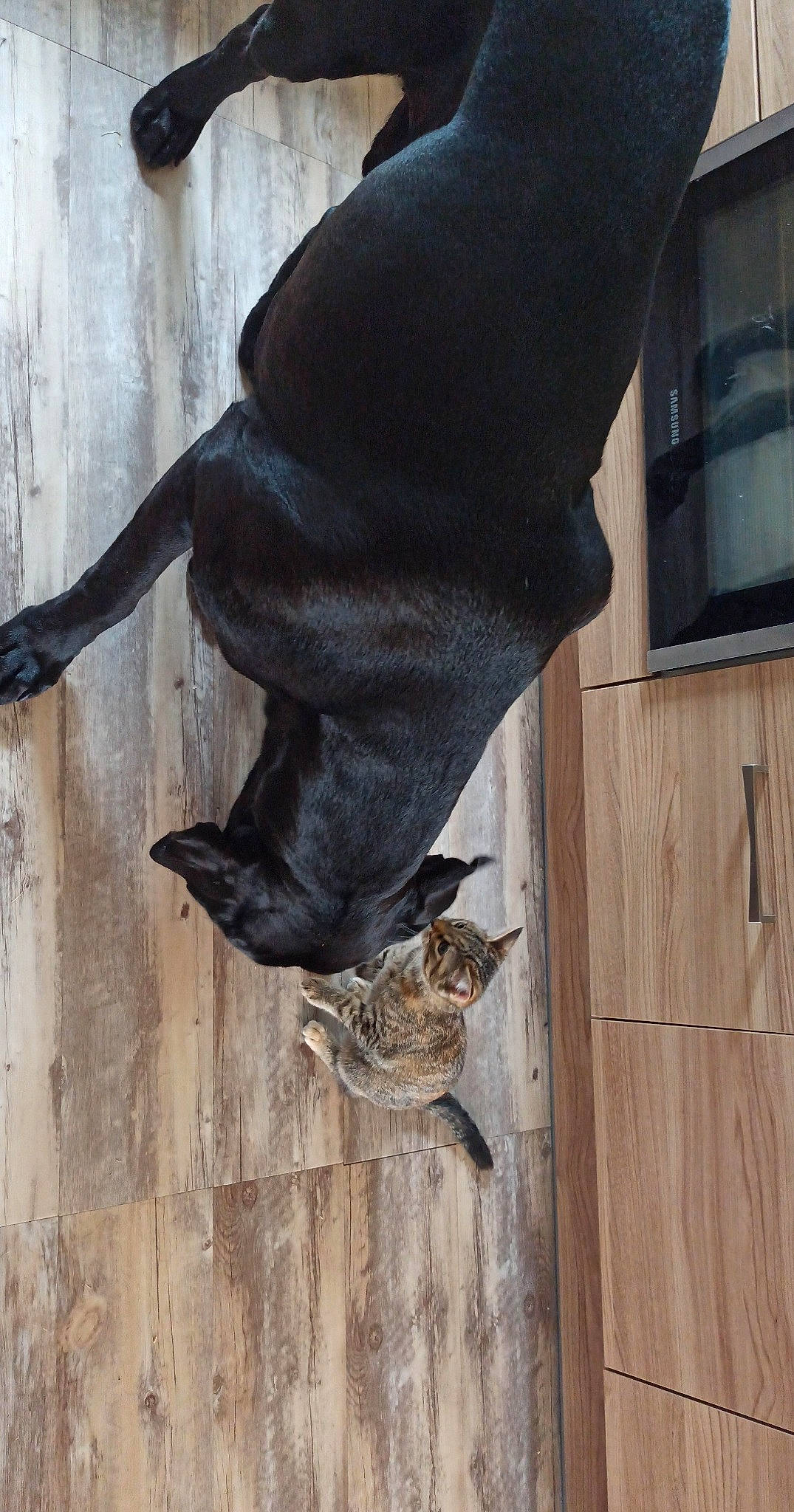 Newton participe au concours pour gagner de l'argent avec cette photo : organism, tail, wing