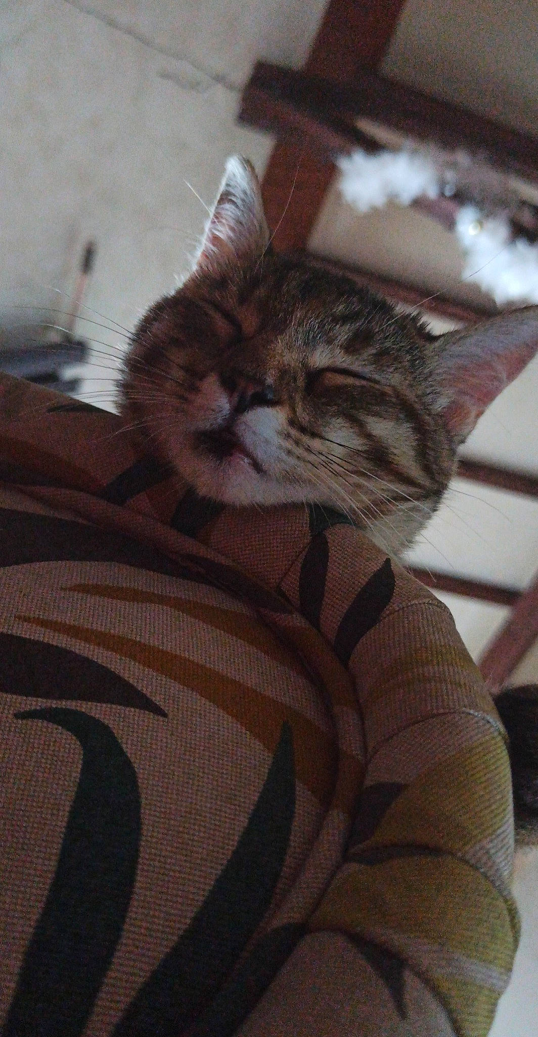 Reglise participe au concours pour gagner de l'argent avec cette photo : american_shorthair, asian, carnivore, cat, domestic_short_haired_cat, dragon_li, european_shorthair, felidae, fur, kitten, small_to_medium_sized_cats, tabby_cat, whiskers