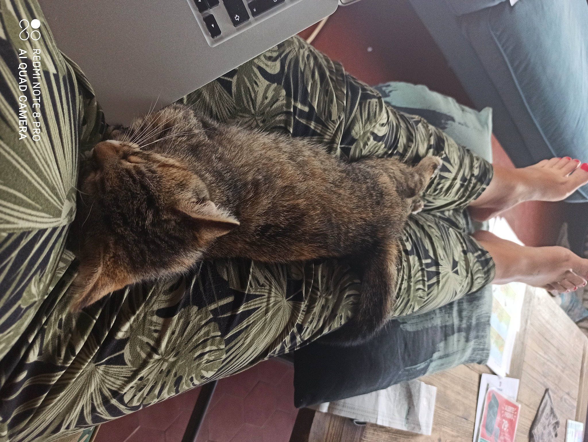 Reglise participe au concours pour gagner de l'argent avec cette photo : cat, felidae, fur, nap, sleep, small_to_medium_sized_cats, tail, textile, whiskers