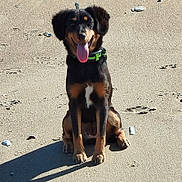 Virgule participe au concours pour gagner de l'argent avec cette photo : dog, beach, sand, sunny, tongue_out, sitting, black_coat, tan_markings, collar, pet, outdoor, shadow, ears, happy, animal, canine, nature, daylight, playful, leash