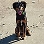 dog, beach, sand, sunny, tongue_out, sitting, black_coat, tan_markings, collar, pet, outdoor, shadow, ears, happy, animal, canine, nature, daylight, playful, leash