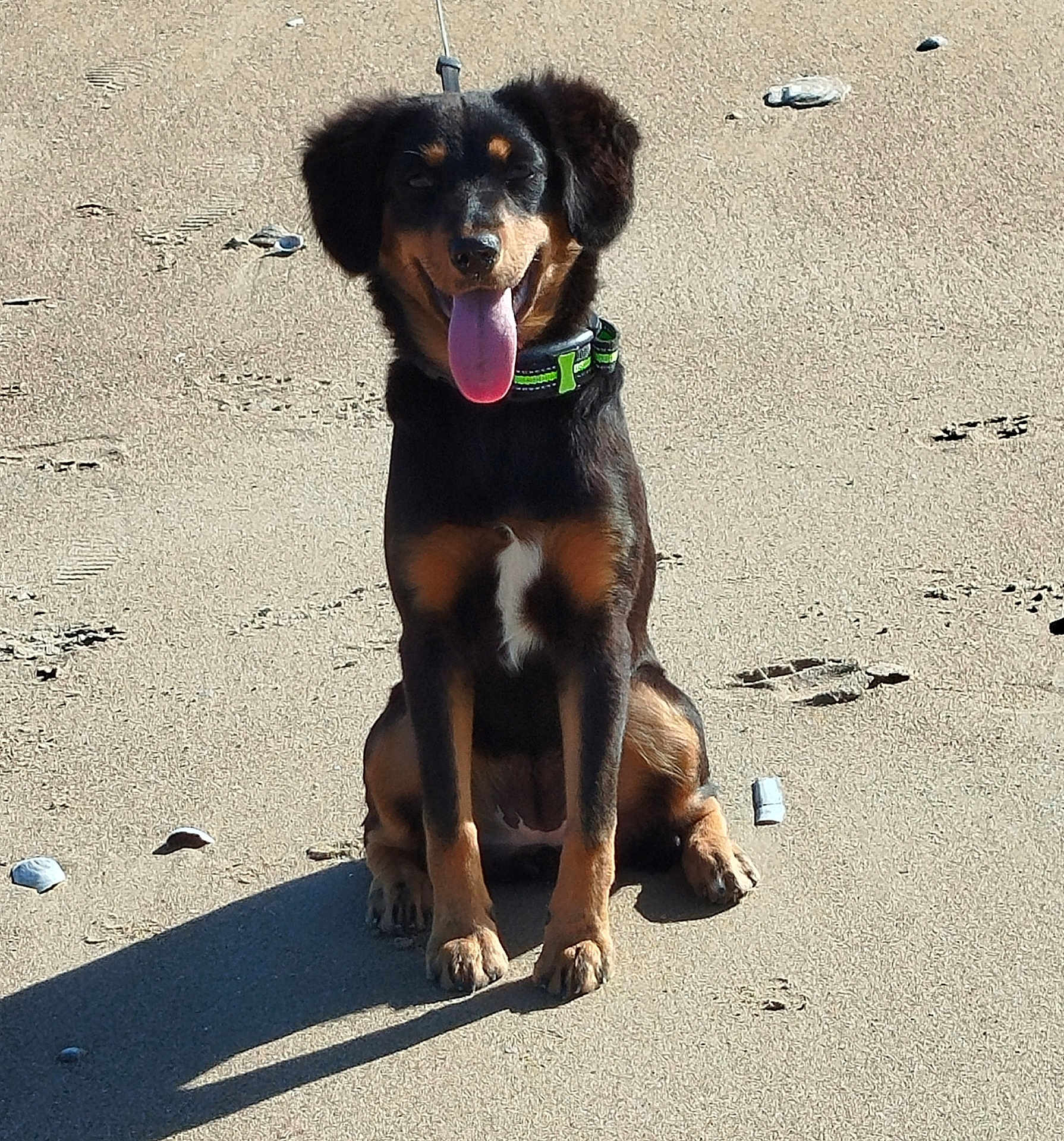 Virgule participe au concours pour gagner de l'argent avec cette photo : dog, beach, sand, sunny, tongue_out, sitting, black_coat, tan_markings, collar, pet, outdoor, shadow, ears, happy, animal, canine, nature, daylight, playful, leash