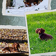 Raya joined the competition — help win amazing prizes! animal, collage, dachshund, dog, fall, fence, grass, greenery, leaves, nature, outdoor, pet, playing, portrait, resting, snow, spring, sunlight, tree, winter