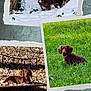 animal, collage, dachshund, dog, fall, fence, grass, greenery, leaves, nature, outdoor, pet, playing, portrait, resting, snow, spring, sunlight, tree, winter