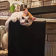 Sparow participe au concours pour gagner de l'argent avec cette photo : cat, indoor, chair, pet, curious, orange_and_white_cat, feline, household, decor, light_fixture, cozy, looking, playful, mischievous, furniture, domestic, animal, whiskers, ears, paws