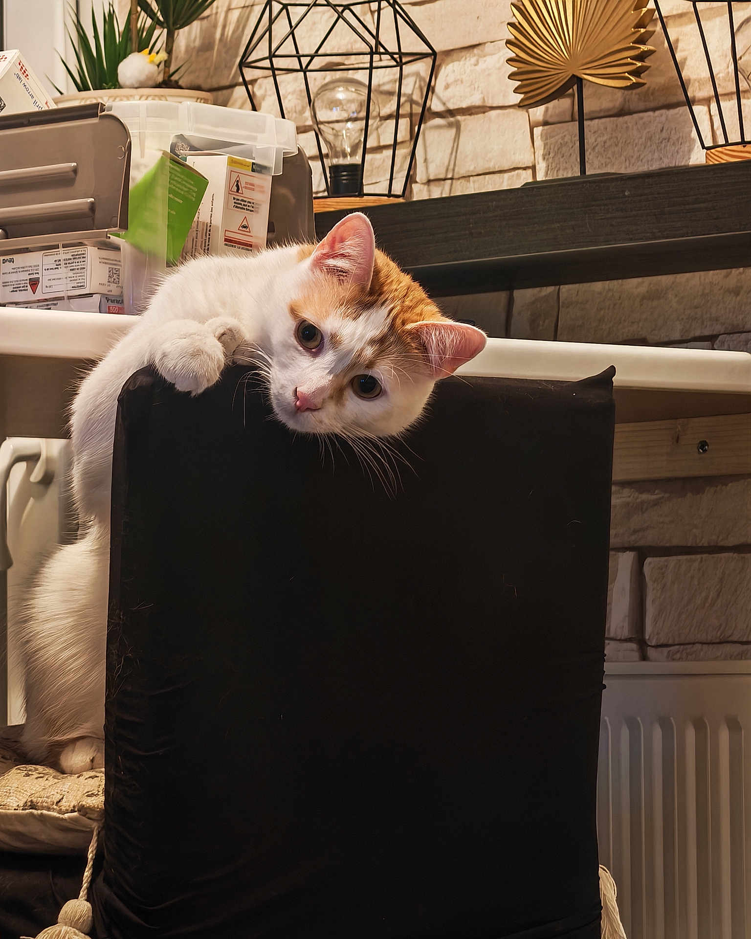 Sparow participe au concours pour gagner de l'argent avec cette photo : cat, indoor, chair, pet, curious, orange_and_white_cat, feline, household, decor, light_fixture, cozy, looking, playful, mischievous, furniture, domestic, animal, whiskers, ears, paws