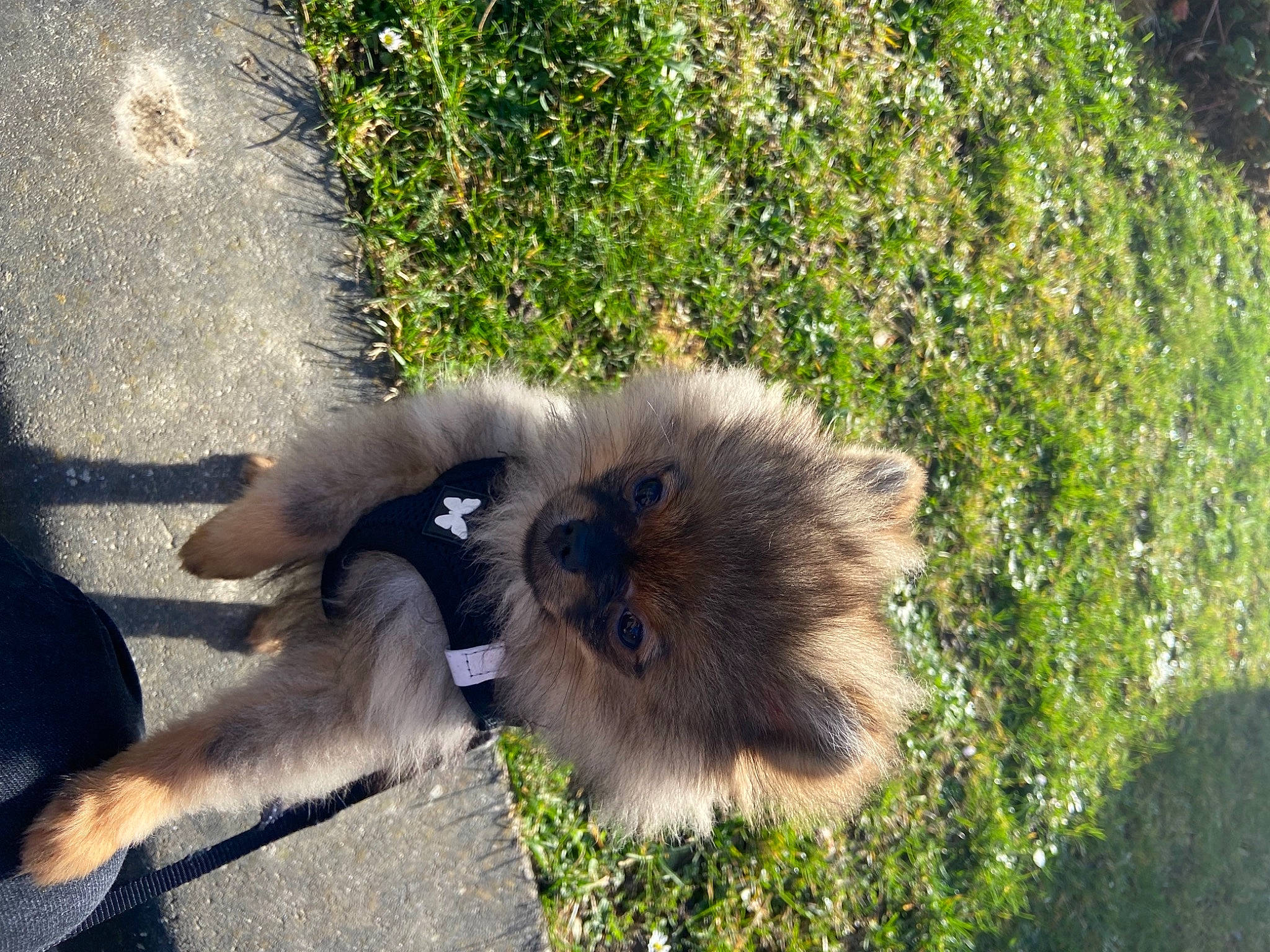 Eliott participe au concours pour gagner de l'argent avec cette photo : canidae, companion_dog, dog_breed, fawn, felidae, fur, german_spitz, german_spitz_klein, grass, guinea_pig, plant, road_surface, rodent, shadow, small_to_medium_sized_cats, snout, sporting_group, tail, terrestrial_animal, whiskers