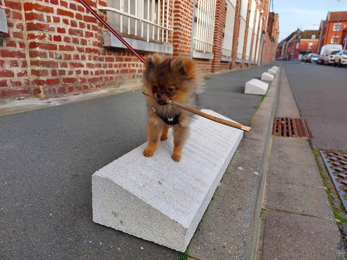 Eliott participe au concours pour gagner de l'argent avec cette photo : asphalt, brick, brickwork, building, carnivore, companion_dog, dog, dog_breed, fawn, felidae, flooring, leash, road, road_surface, sidewalk, small_to_medium_sized_cats, snout, spitz, tail, window