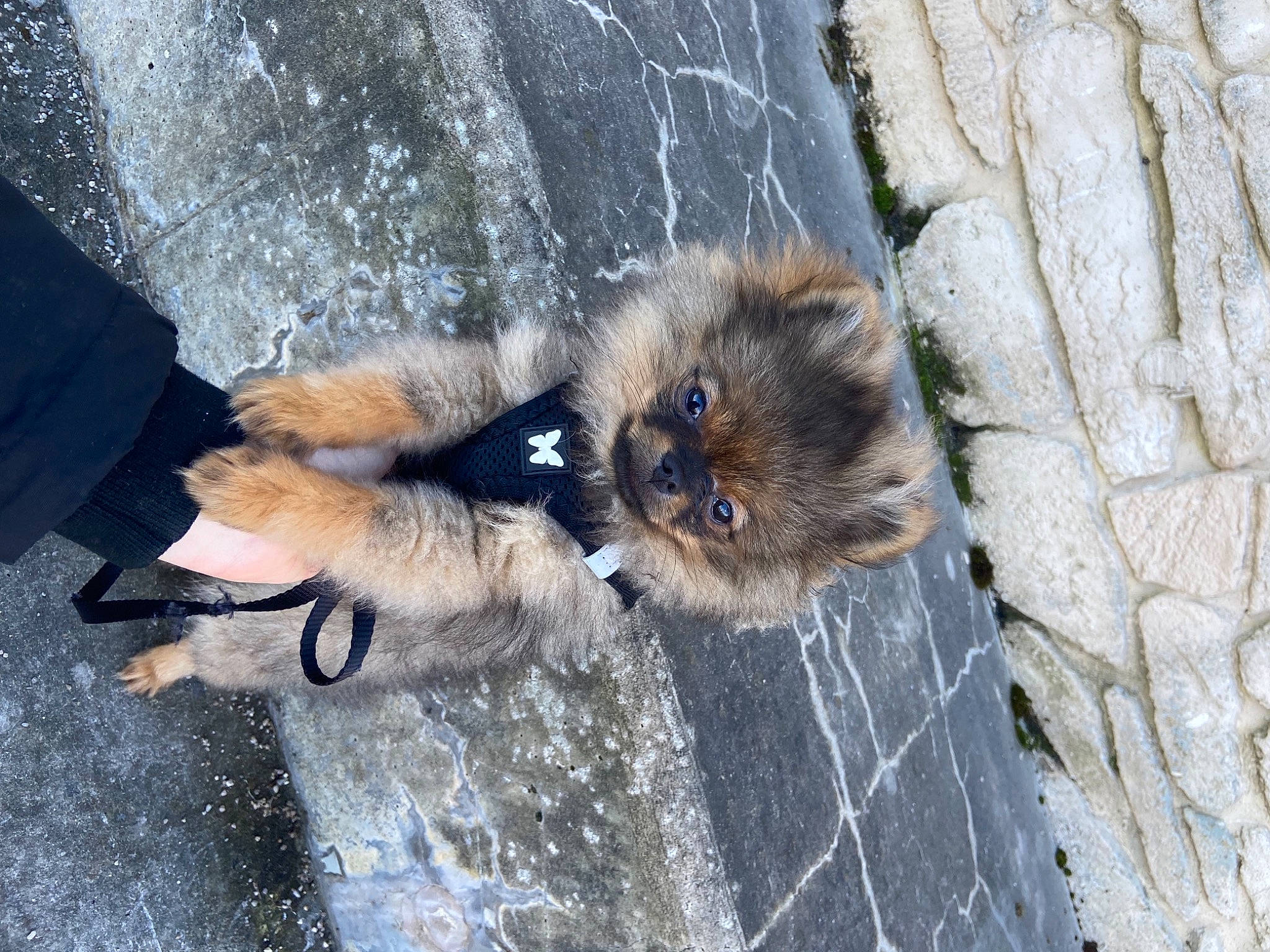 Eliott a rejoint le concours — aidez-le/la à gagner de superbes lots ! canidae, carnivore, claw, dog_breed, fur, paw, road_surface, rock, rodent, squirrel, tail, terrestrial_animal, whiskers, winter