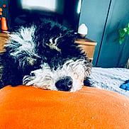 Winston is registered to the contest to win money with this photo: dog, curly_fur, black_and_white, resting, orange_pillow, bedroom, furniture, plant, decor, soft_texture, cozy, indoors, pet, sleepy, close_up, fur, nose, relaxation, comfort, home