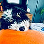 dog, curly_fur, black_and_white, resting, orange_pillow, bedroom, furniture, plant, decor, soft_texture, cozy, indoors, pet, sleepy, close_up, fur, nose, relaxation, comfort, home