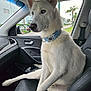 Nikolais is registered to the contest to win money with this photo: alert, blue_eyes, building, car_interior, dashboard, daylight, dog, dog_collar, leather_seat, outdoor_view, palm_tree, passenger_seat, pet, road, seatbelt, side_mirror, sitting, water_bottle, white_dog, window