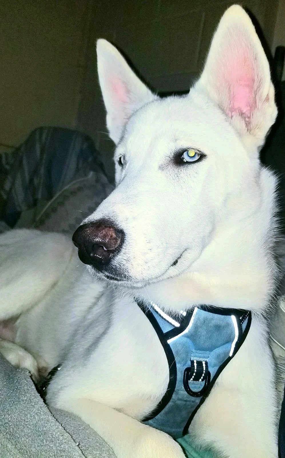 Nikolais