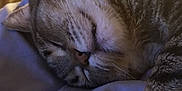 Kyle is registered to the contest to win money with this photo: animal, blanket, cat, close_up, cozy, cute, feline, fur, indoor, mammal, nap, paw, peaceful, pet, relaxed, resting, sleeping, soft_light, tabby_cat, whiskers