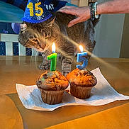 Kyle joined the competition — help win amazing prizes! animal, birthday_candles, birthday_hat, cat, celebration, closeup, domestic_animal, feline, food, hand, hat, indoor, lit_candle, muffins, party, person, pet, sniffing, tabby_cat, table