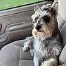 Pepper joined the competition — help win amazing prizes! dog, schnauzer, pet, car_interior, car_seat, sunset, window, green_field, animal, furry, paw, relaxed, looking_out, domestic_animal, companion, side_view, seated, indoors, transportation, calm