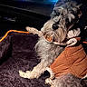 Pepper joined the competition — help win amazing prizes! dog, pet_bed, jacket, car_interior, night, window, city_lights, cozy, canine, fur, animal, domestic_animal, companion, resting, cute, indoor, seat, warm_clothing, looking, relaxed