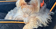 Pepper is registered to the contest to win money with this photo: dog, schnauzer, car, car_interior, pet, orange_collar, seat_cover, furry, canine, animal, window, leather_seat, relaxed, looking_away, daylight, close_up, portrait, companion, domestic_animal, travel
