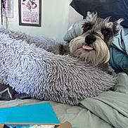 Pepper is registered to the contest to win money with this photo: dog, bed, blanket, pillow, fur, tongue, indoor, cozy, resting, scruffy, cute, pet, animal, shaggy, beard, relaxing, home, soft, comfort, portrait