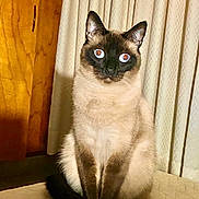 Nino is registered to the contest to win money with this photo: animal, cat, curtains, cute, domestic, ears, eyes, feline, fur, furniture, indoor, looking, pet, portrait, quilt, siamese_cat, sitting, tail, whiskers, wood