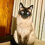 animal, cat, curtains, cute, domestic, ears, eyes, feline, fur, furniture, indoor, looking, pet, portrait, quilt, siamese_cat, sitting, tail, whiskers, wood