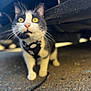 Pippy joined the competition — help win amazing prizes! cat, tuxedo_cat, pet, whiskers, yellow_eyes, harness, curious, close_up, bokeh, under_car, vehicle, pavement, outdoor, portrait, shallow_depth_of_field, fur, nose, street, tiny_adventure, alert