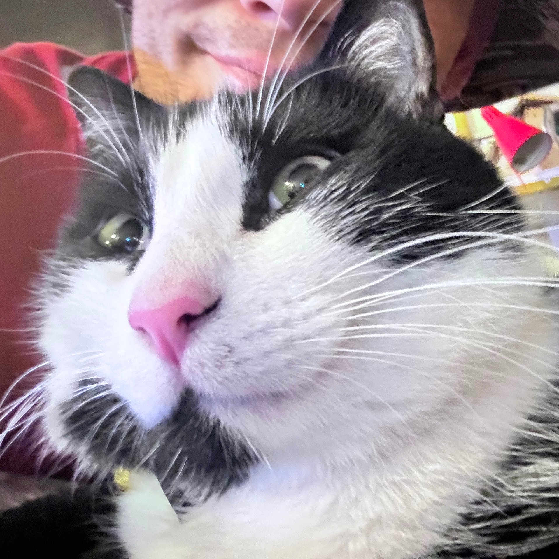 Pippy joined the competition — help win amazing prizes! black_and_white, cat, close_up, collar, cozy, curious, domestic_animal, eyes, feline, fur, human_face, indoor, macro_photo, partial_face, pet, pink_nose, portrait, selfie, tag, whiskers