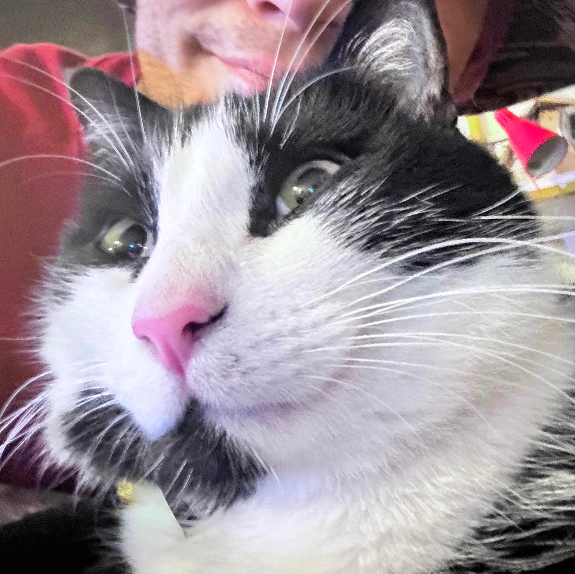 Pippy joined the competition — help win amazing prizes! cat, feline, whiskers, pink_nose, close_up, pet, domestic_animal, black_and_white, portrait, eyes, fur, indoor, human_face, partial_face, collar, tag, cozy, macro_photo, curious, selfie