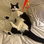 Pippy joined the competition — help win amazing prizes! cat, tuxedo_cat, black_and_white_cat, pet, feline, bed, sheets, pillow, toy, dangling_toy, surprised, wide_eyes, belly, paws, whiskers, indoor, cozy, playful, mattress, household