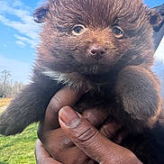 Teddy is registered to the contest to win money with this photo: puppy, dog, brown_fur, fluffy, cute, hands, outdoor, sky, grass, animal, pet, young, portrait, nature, daylight, holding, small, fur, face, adorable