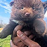 puppy, dog, brown_fur, fluffy, cute, hands, outdoor, sky, grass, animal, pet, young, portrait, nature, daylight, holding, small, fur, face, adorable