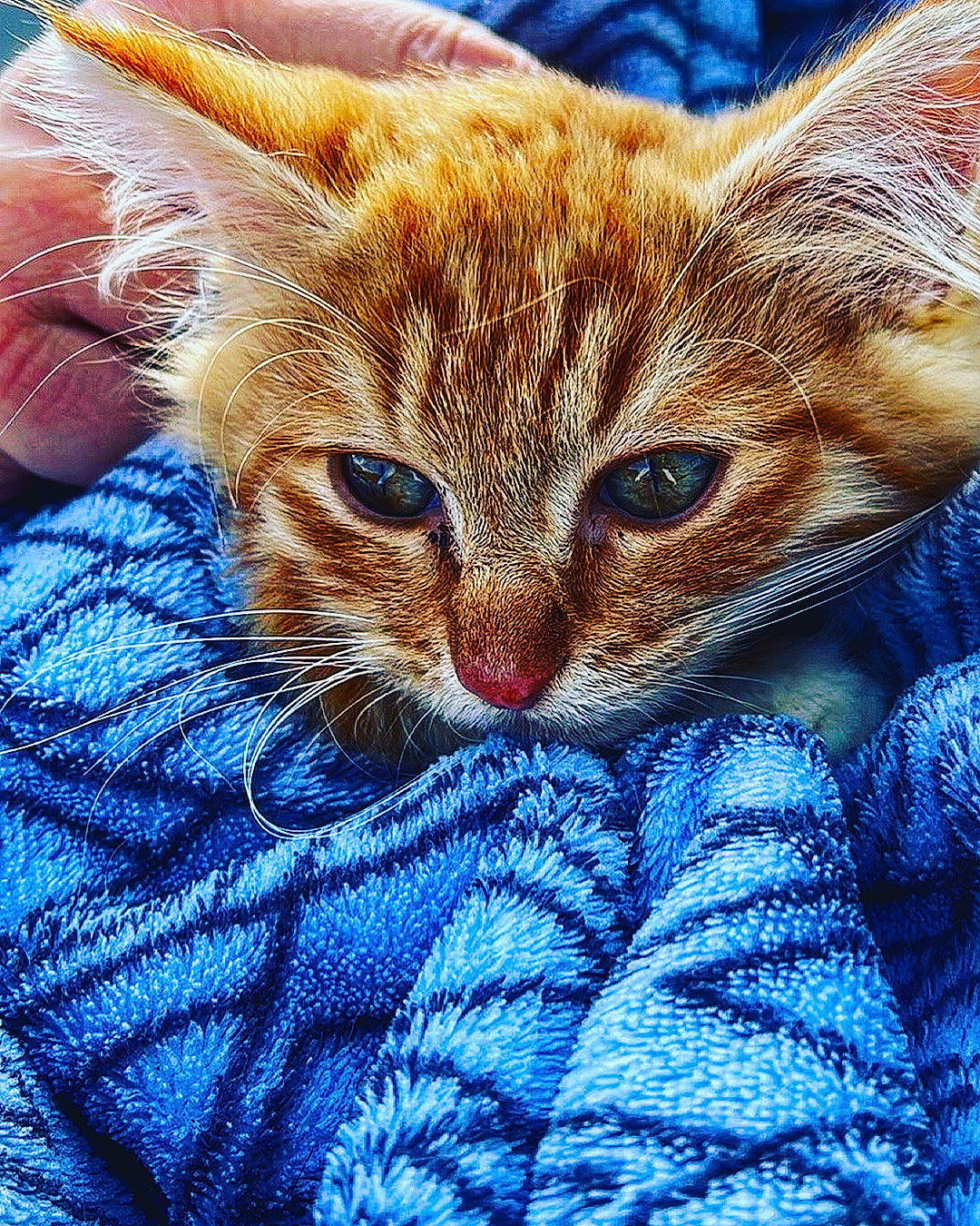 Slip a rejoint le concours — aidez-le/la à gagner de superbes lots ! blue, carnivore, cat, close_up, comfort, domestic_short_haired_cat, electric_blue, eye, fawn, felidae, grass, hand, head, iris, small_to_medium_sized_cats, snout, tail, terrestrial_animal, textile, whiskers