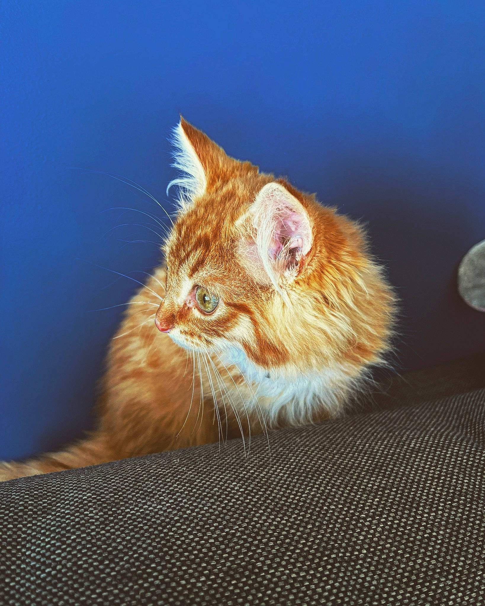 Slip participe au concours pour gagner de l'argent avec cette photo : carnivore, cat, claw, domestic_short_haired_cat, electric_blue, eye, fawn, felidae, fur, grass, paw, plant, small_to_medium_sized_cats, snout, tail, terrestrial_animal, whiskers, wildlife, window, wood