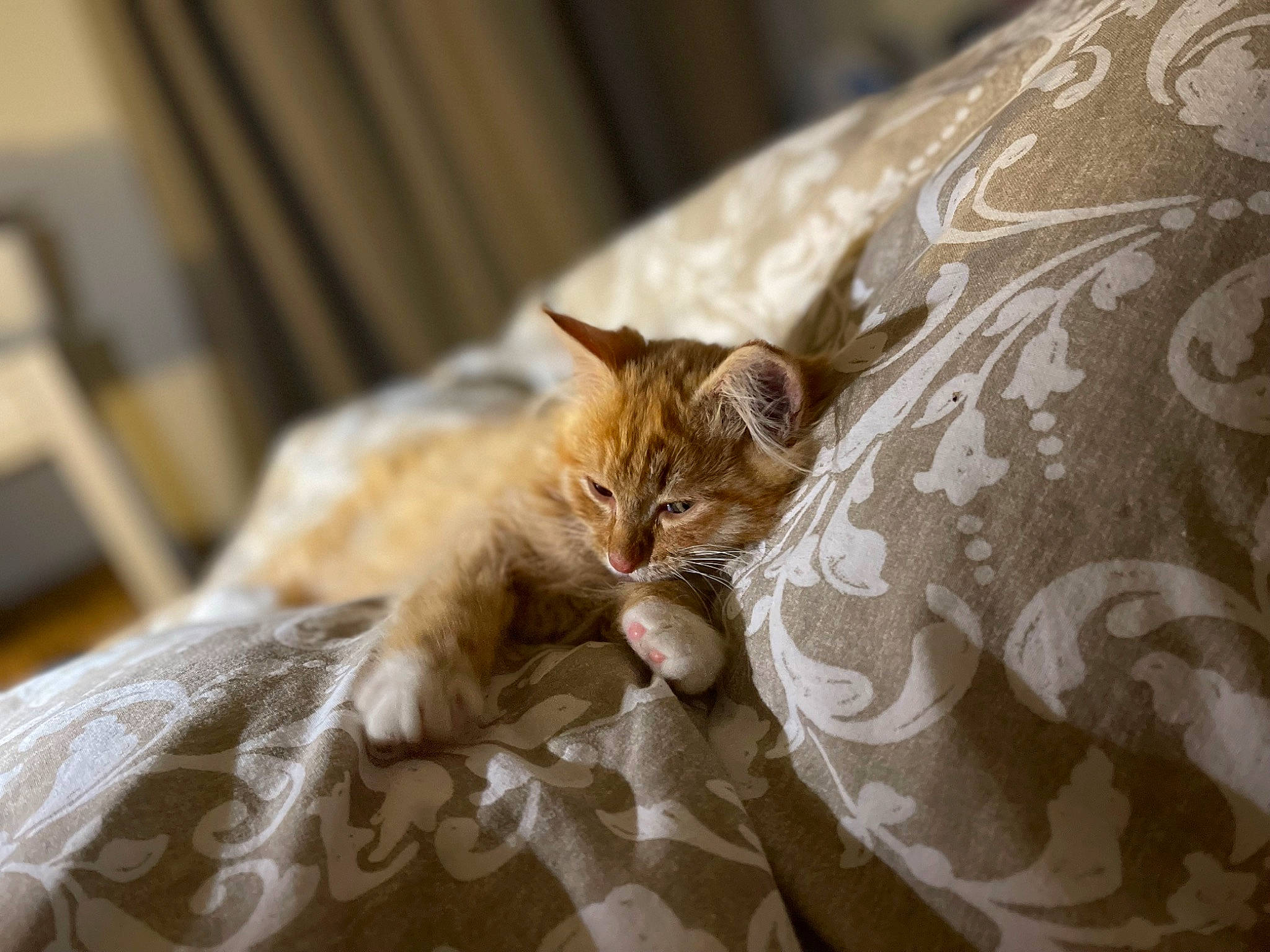 Slip a rejoint le concours — aidez-le/la à gagner de superbes lots ! bed, bed_sheet, bedding, carnivore, cat, comfort, domestic_short_haired_cat, duvet, fawn, felidae, fur, hardwood, linens, natural_material, pattern, plant, room, small_to_medium_sized_cats, whiskers, wood