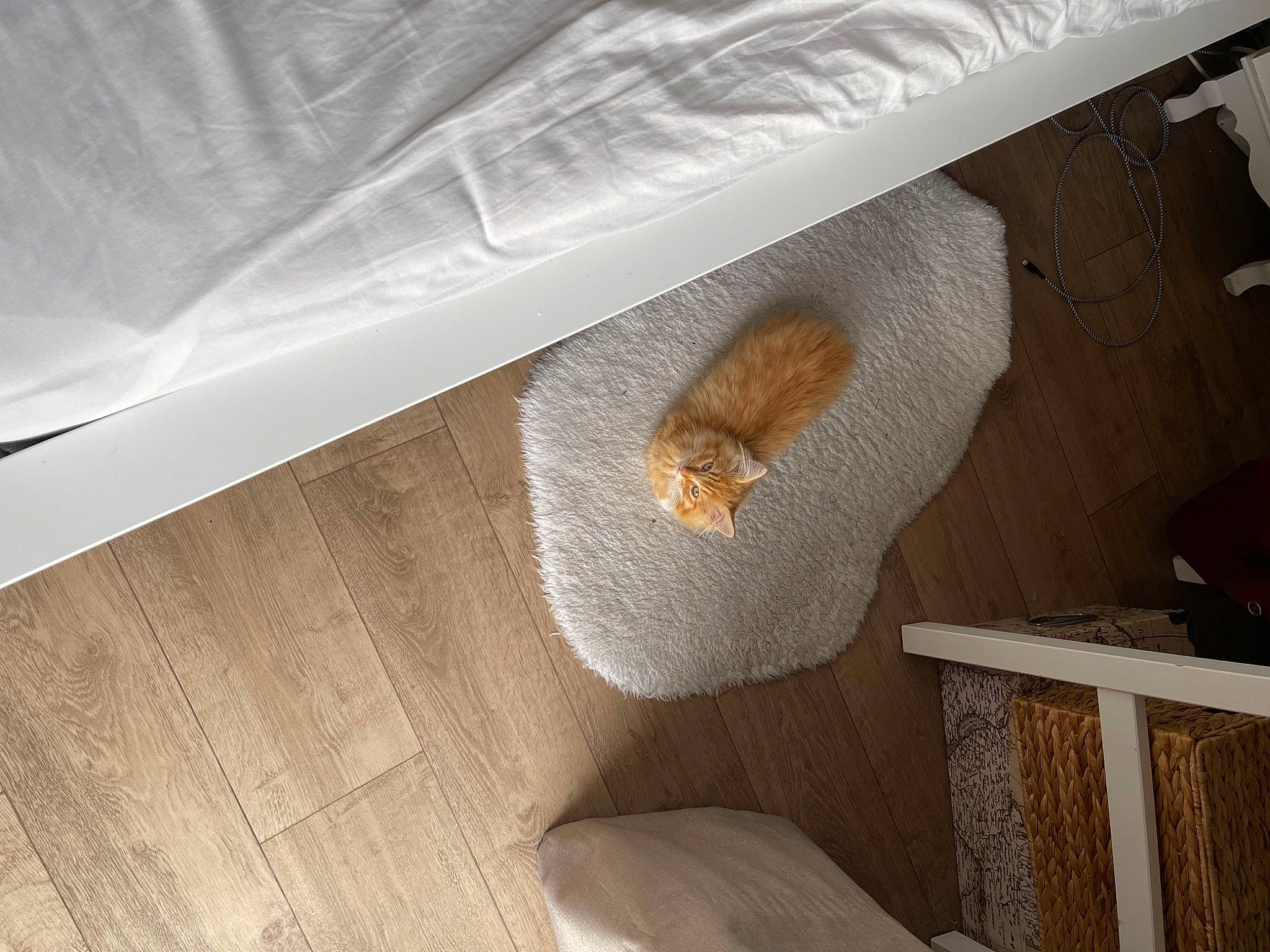 Slip participe au concours pour gagner de l'argent avec cette photo : automotive_exterior, carnivore, cat, ceiling, chair, comfort, felidae, floor, flooring, hardwood, linens, packing_materials, plastic_wrap, plywood, room, small_to_medium_sized_cats, tints_and_shades, wood