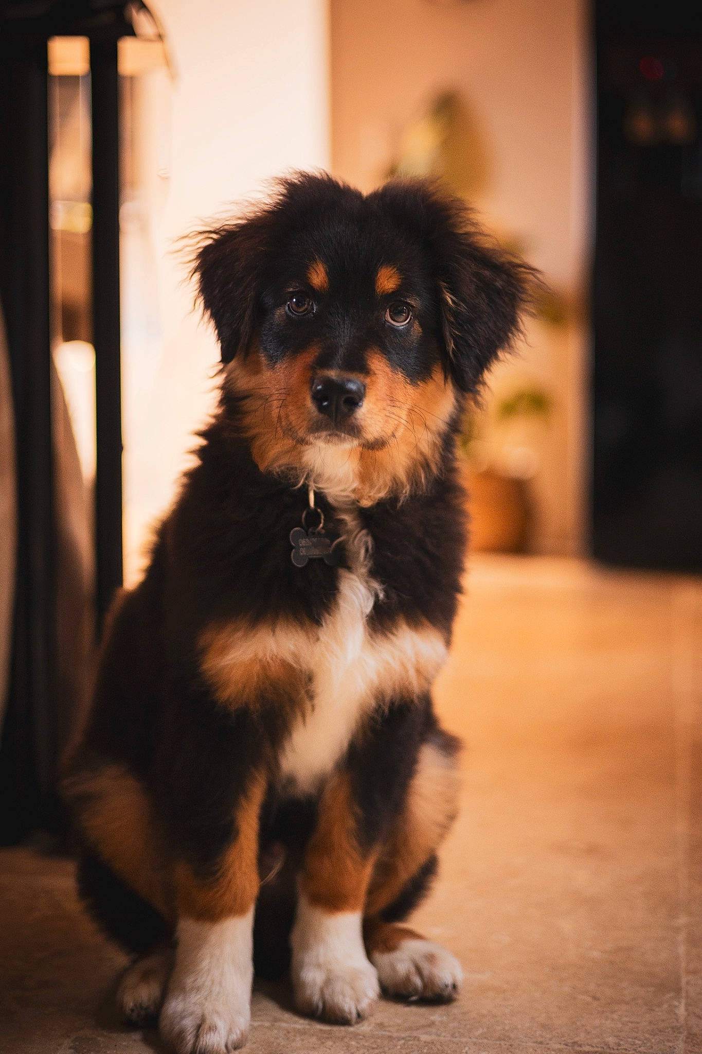 Uby a rejoint le concours — aidez-le/la à gagner de superbes lots ! border_collie, canidae, carnivore, companion_dog, dog, dog_breed, flooring, fur, puppy, small_terrier, snout, sporting_group, tail, terrier, toy_dog, whiskers, wood, working_animal, working_dog