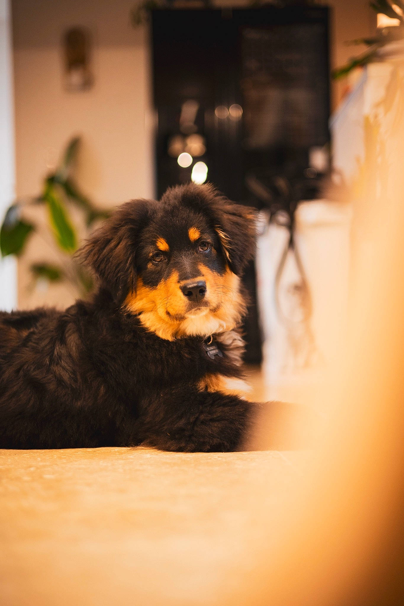 Uby participe au concours pour gagner de l'argent avec cette photo : canidae, carnivore, companion_dog, darkness, dog, dog_breed, door, flash_photography, flooring, fur, guard_dog, plant, room, snout, sporting_group, terrestrial_animal, tints_and_shades, toy_dog, whiskers, working_dog