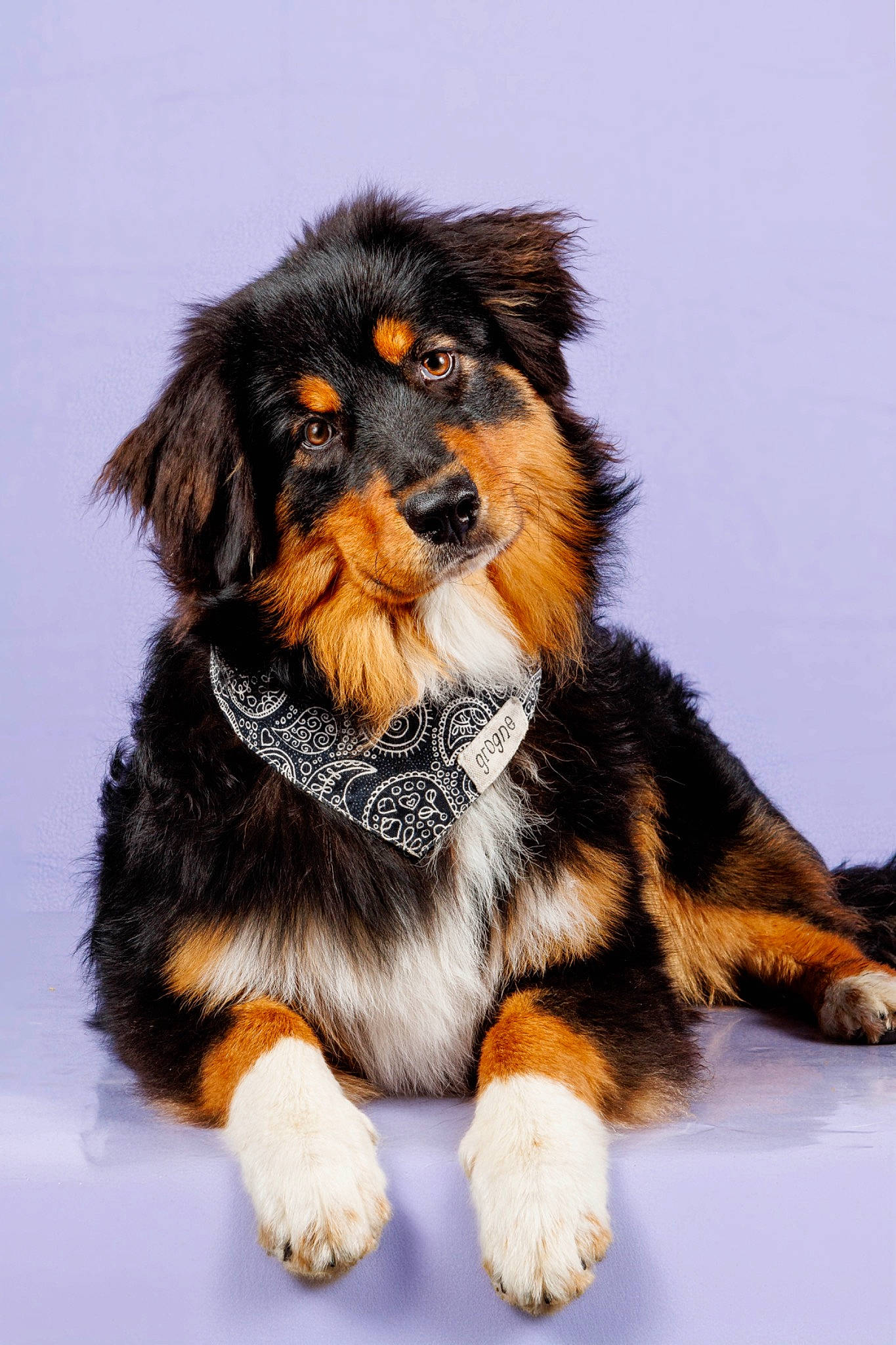 Uby a rejoint le concours — aidez-le/la à gagner de superbes lots ! ancient_dog_breeds, canidae, carnivore, companion_dog, dog, dog_breed, dog_supply, fawn, fur, paw, snout, sporting_group, tail, terrestrial_animal, toy_dog, whiskers, working_animal, working_dog