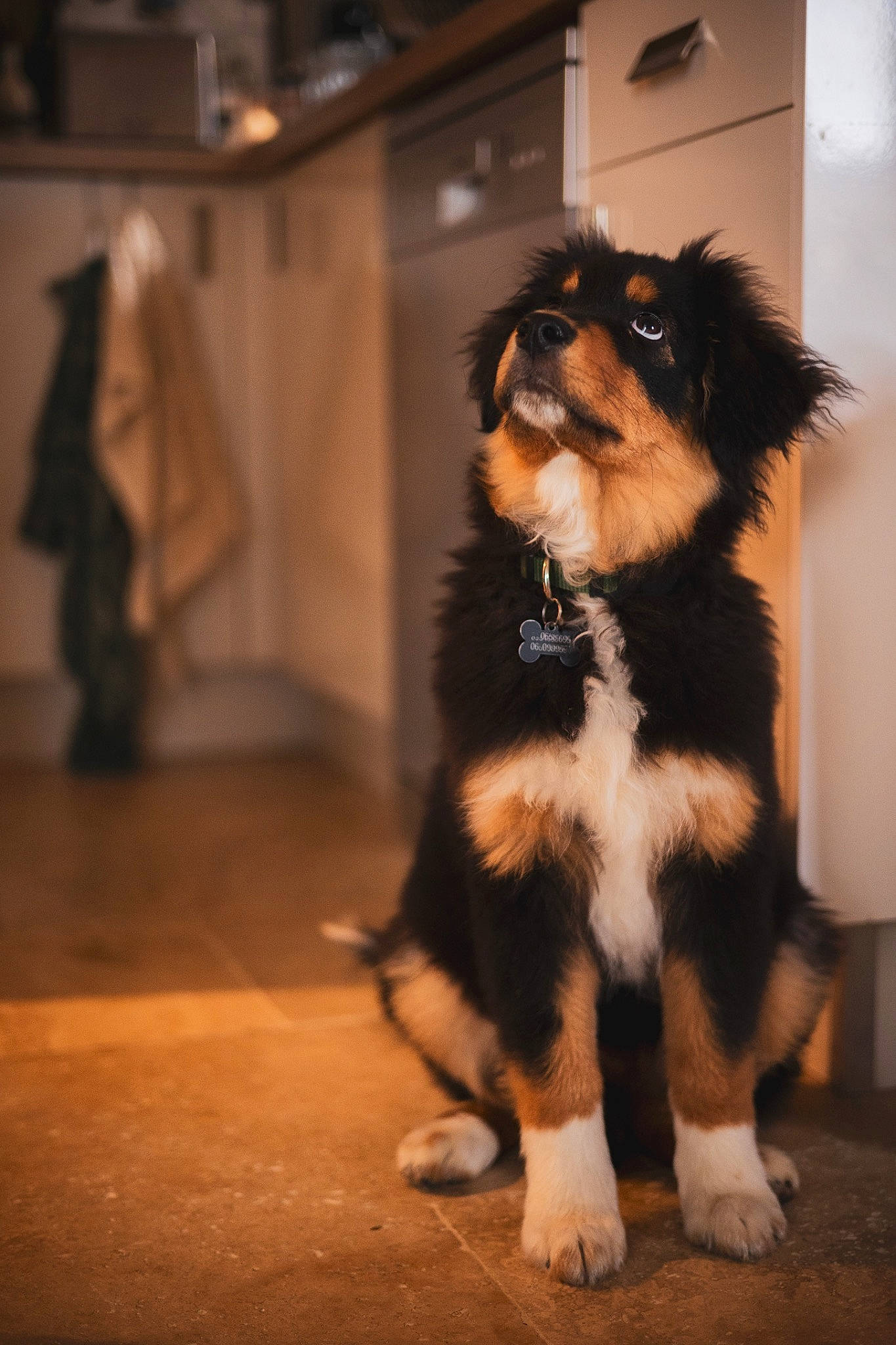 Uby a rejoint le concours — aidez-le/la à gagner de superbes lots ! ancient_dog_breeds, canidae, carnivore, companion_dog, dog, dog_breed, dog_supply, event, felidae, flooring, fur, herding_dog, pet_supply, snout, sporting_group, tail, toy_dog, whiskers, working_animal, working_dog