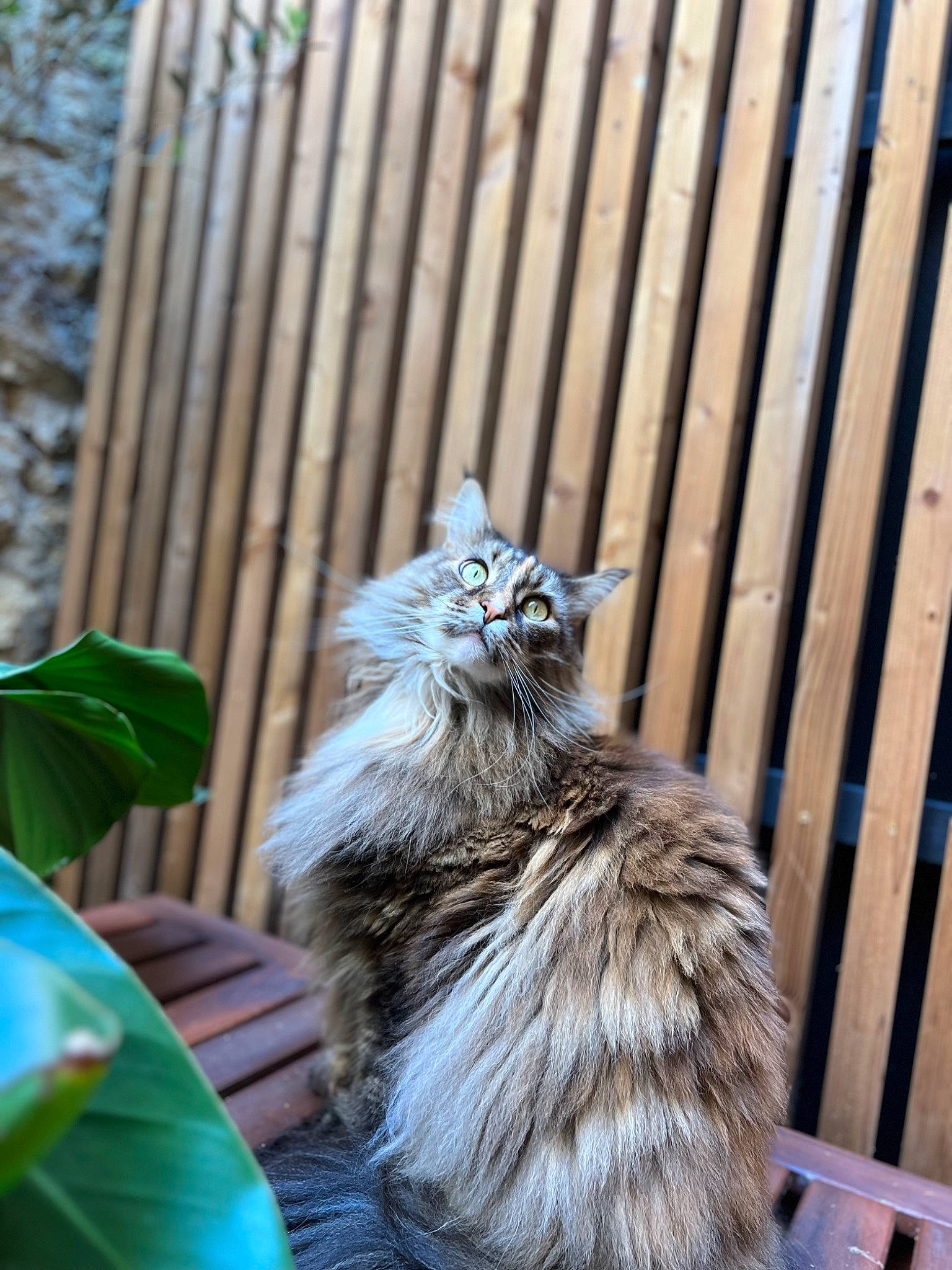 Nicky a rejoint le concours — aidez-le/la à gagner de superbes lots ! animal_shelter, carnivore, cat, felidae, fence, fur, grass, green, home_fencing, plant, plant_stem, small_to_medium_sized_cats, tail, terrestrial_animal, tree, whiskers, wildlife, window, wood, zoo