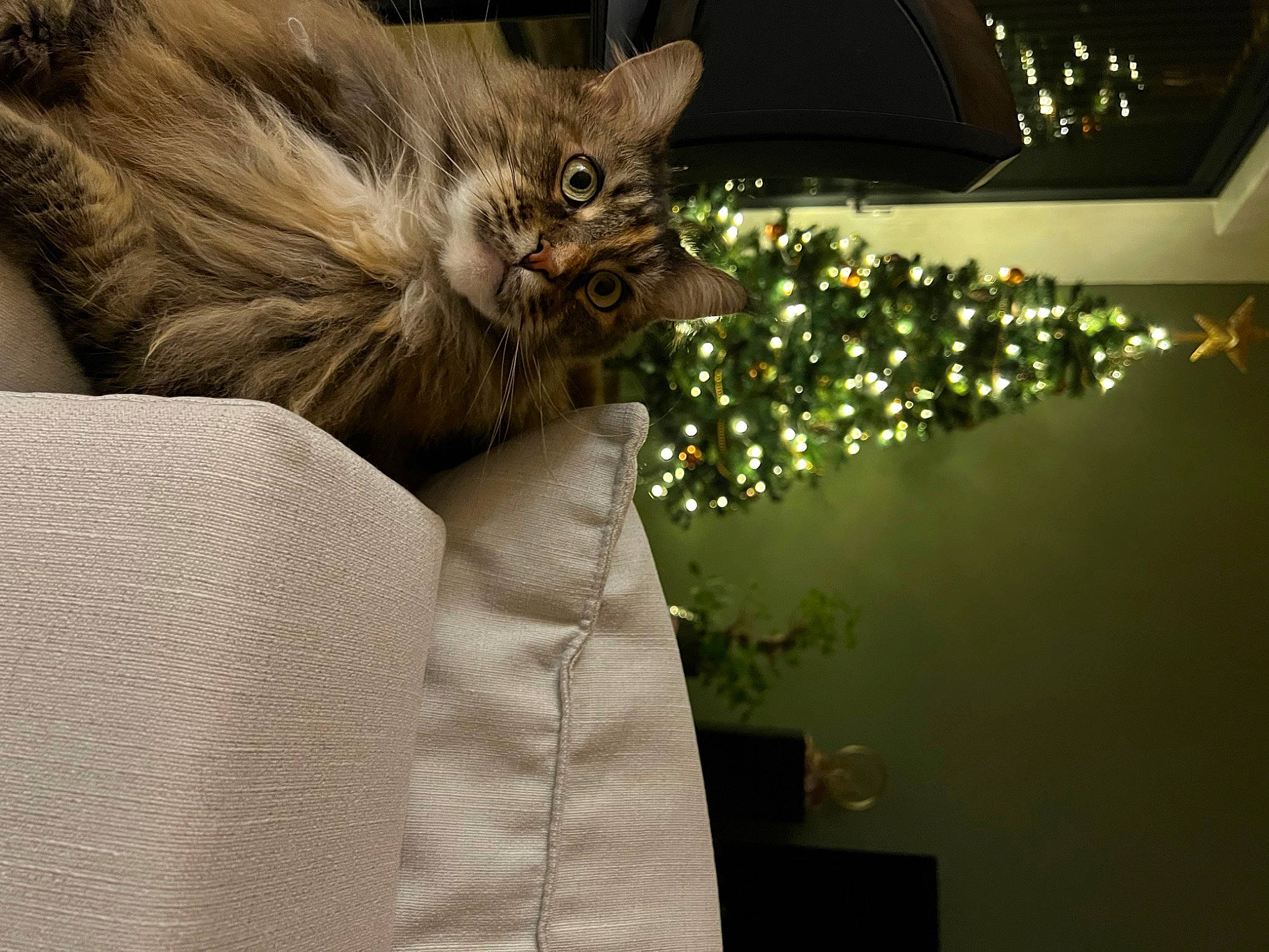 Nicky participe au concours pour gagner de l'argent avec cette photo : carnivore, cat, christmas_decoration, christmas_tree, claw, comfort, couch, domestic_short_haired_cat, event, felidae, fur, holiday, maine_coon, paw, plant, room, small_to_medium_sized_cats, tail, tree, whiskers