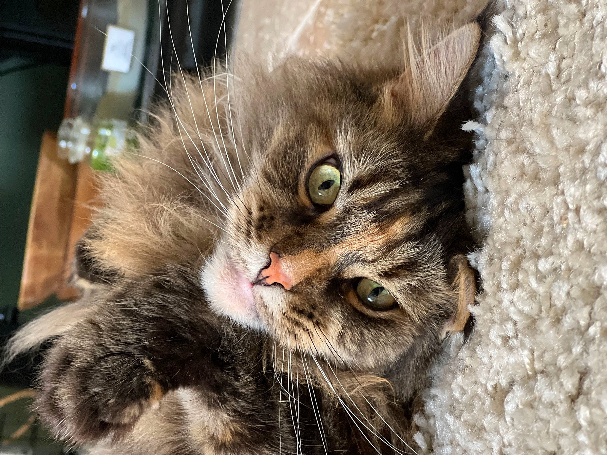 Nicky participe au concours pour gagner de l'argent avec cette photo : carnivore, cat, claw, domestic_short_haired_cat, felidae, fur, paw, small_to_medium_sized_cats, snout, terrestrial_animal, whiskers, wildlife