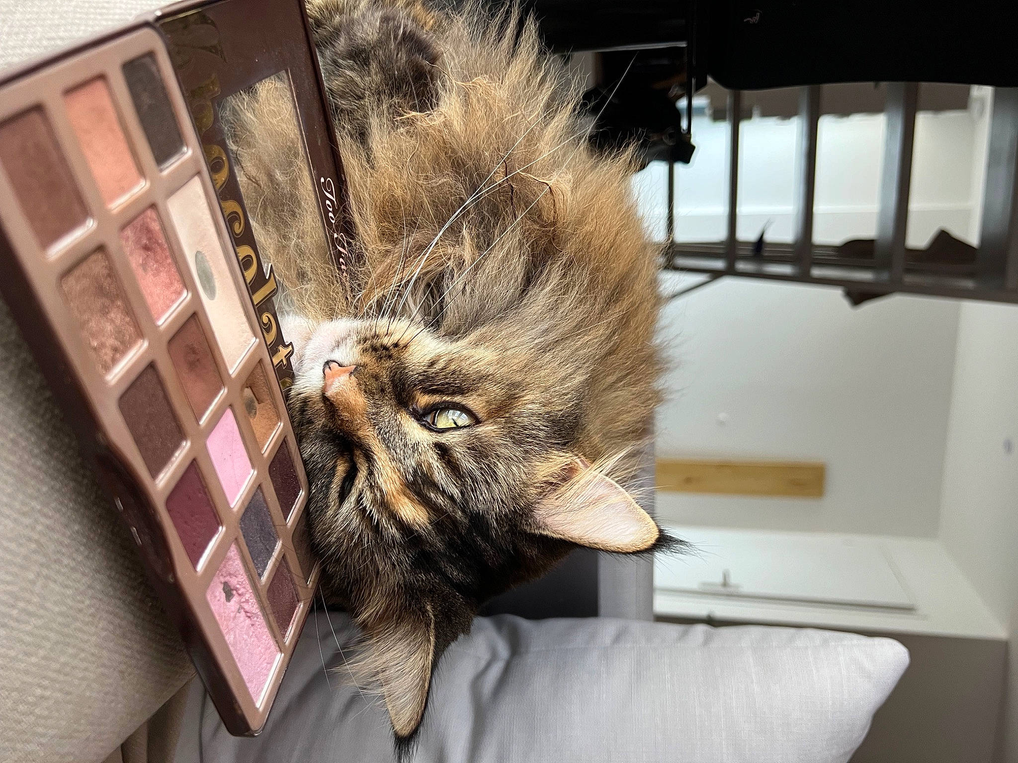 Nicky a rejoint le concours — aidez-le/la à gagner de superbes lots ! animal_product, box, carnivore, cat, claw, comfort, domestic_short_haired_cat, fashion_accessory, fawn, felidae, fur, metal, room, small_to_medium_sized_cats, snout, tail, whiskers