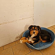Aramis participe au concours pour gagner de l'argent avec cette photo : dog, pet, blue_bed, tile_floor, indoor, resting, brown_black_fur, canine, animal, looking_at_camera, relaxed, corner, wall, wood_panel, domestic, flooring, house, quiet, calm, medium_sized_dog