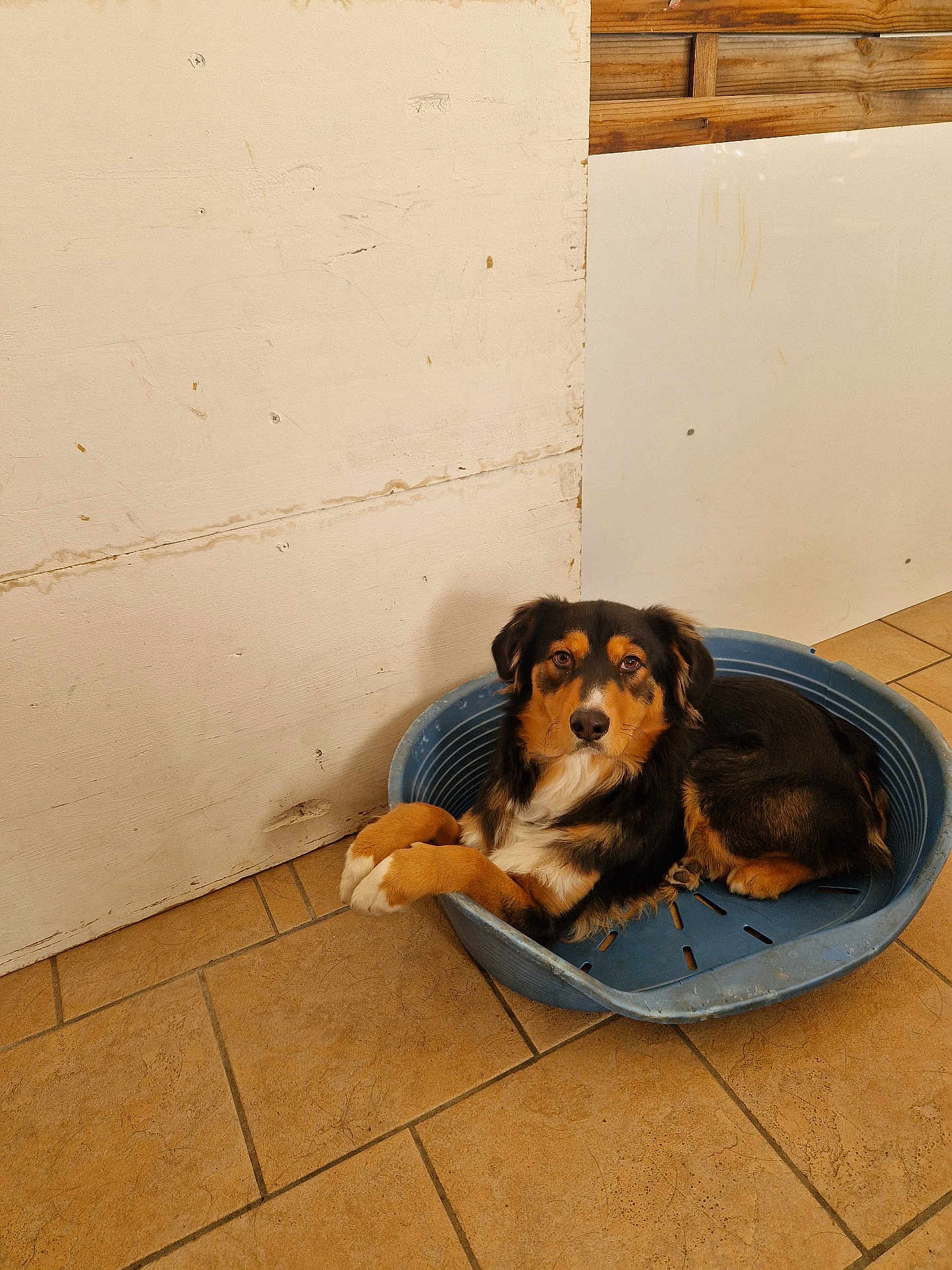 Aramis participe au concours pour gagner de l'argent avec cette photo : dog, pet, blue_bed, tile_floor, indoor, resting, brown_black_fur, canine, animal, looking_at_camera, relaxed, corner, wall, wood_panel, domestic, flooring, house, quiet, calm, medium_sized_dog